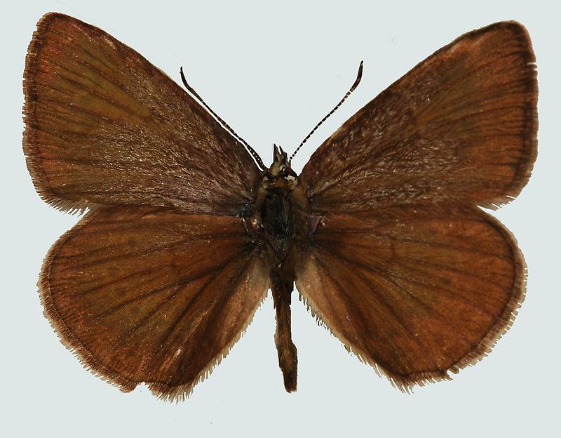 Agrodiaetus admetus Oberseite Agrodiaetus admetus Natur im Austria